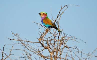 A Lilac-breasted roller (Coracias caudatus), Kruger National Park, South Africa.