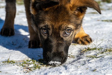 A dog portrait of a ten weeks old German Shepherd puppy. Close-up photo