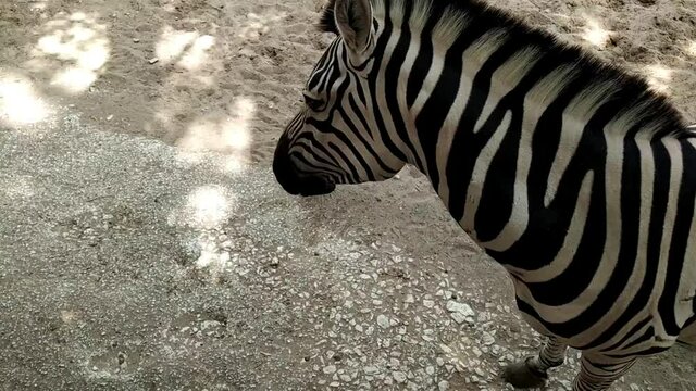 z&egrave;bre nourrit par une femme dans un parc animalier