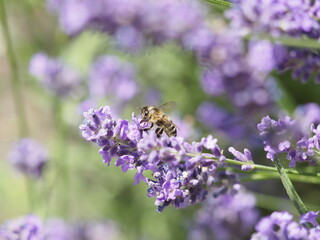 Eine Biene in Lavendelblüten