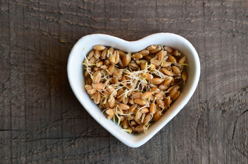 Wheat sprouts. Sprouted wheat seeds in a white heart shaped bowl on a wooden background.Healthy diet, vegetarian food or superfood concept.