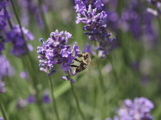 Eine Biene in Lavendelblüten