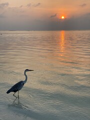 heron at sunset