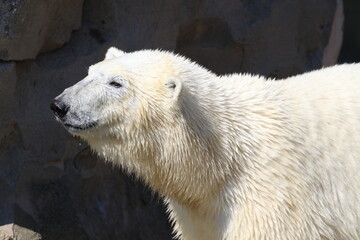 Nahaufnahme Eisb&auml;r