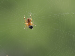 Eine Spinne fängt eine Fliege