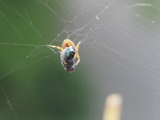 Eine Spinne fängt eine Fliege