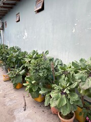 garden with flowers