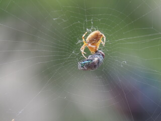 Eine Spinne fängt eine Fliege