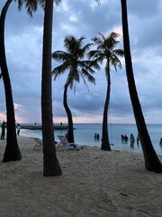 trees on the beach