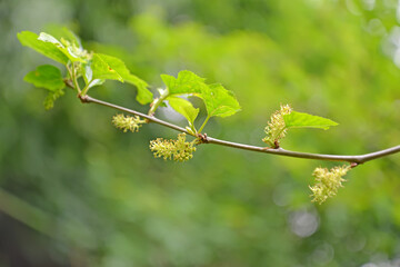 Black mulberry flowering (Morus nigra L.)