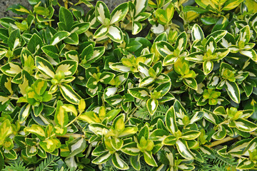 Beresclet Fortune, variety Blondy (Euonymus fortunei). Background