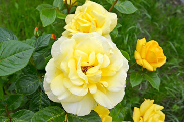 Obraz na płótnie Canvas Yellow rose flowers (Rosa multiflora Thunb.). Major plan
