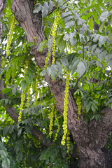 Lapina ash with green nozzles (Pterocarya fraxinifolia)