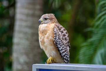 Hawk Posing for Still Portrait