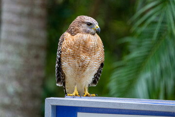 Hawk Posing for Still Portrait