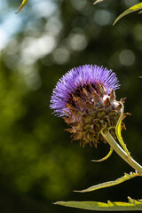 flower of a thistle