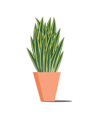 Snake plant in pot for fresh air at home.
