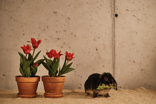 Coniglio e tulipani