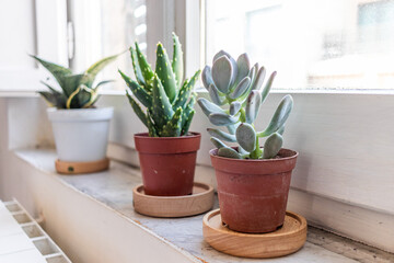 three cactus plants Sansevieria on the windowsill in a room next to the white wall