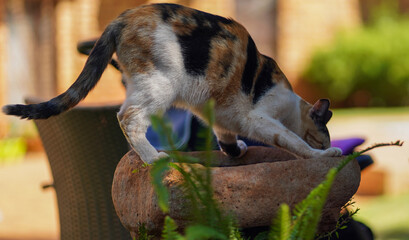 Cat drinking water