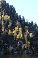 Forest on the mountainside of the shore of Lake Teletskoye. Altai Republic. Russia