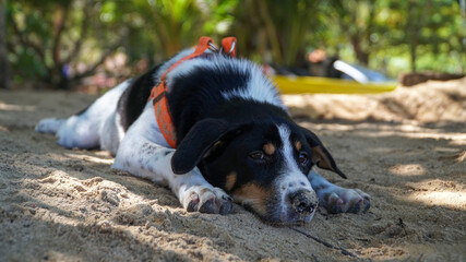 Dog on Yanui Beach on Phuket, Thailand