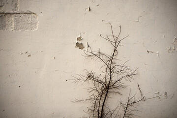 uschłe drzewo na tle białej ściany 