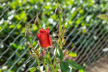 Red rose in the garden