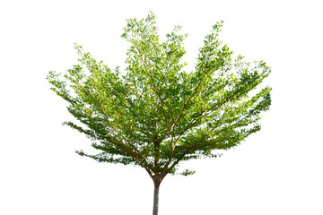 Fototapeta premium Tree isolated on white background high resolution for graphic decoration, suitable for both web and print media