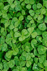 A close up of green shamrocks.