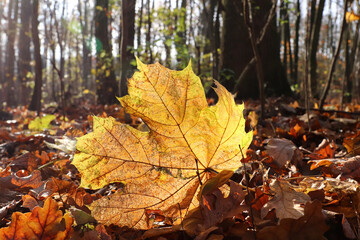 Fallen maple leaf in backlight