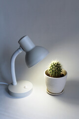 Белая настольная лампа освещает кактус в белом горшке