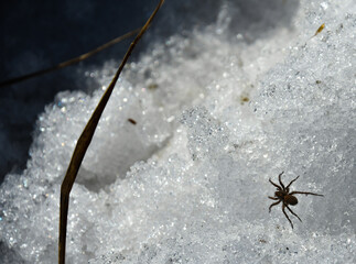 A small brown spider runs in the snow. 
