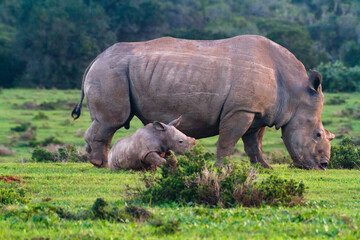 Mother White Rhino protecting her baby 