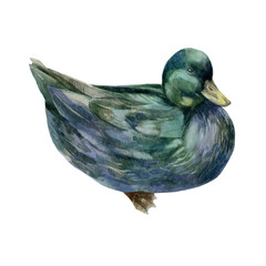 Watercolor illustration. The image of a duck. Duck hand-drawn in watercolor.