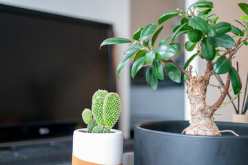 おしゃれな室内インテリア・観葉植物