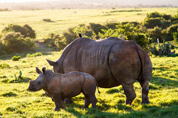 Obraz premium Mother White Rhino protecting her baby 