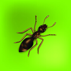 Realistic vector illustration of an ant