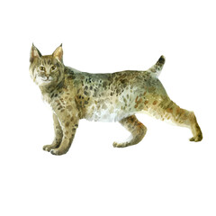 Watercolor illustration. Image of a lynx. Lynx hand-drawn in watercolor.