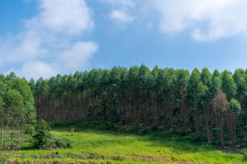 Fototapeta premium landscape of eucalyptus plantation and blue sky and clouds