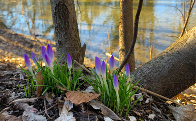 Purple Crocus