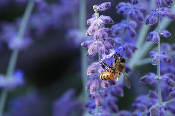 View of Western honey bee, Apis mellifera, on Russian Sage, Perovskia atriplicifolia