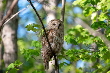 Barred owl perched in the forest with bright green leaves lit by the sun