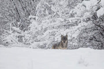 Wolves in winter weather.