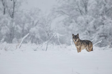 Obraz premium Wolves in winter weather.