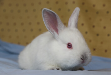 Portrait of adorable little white bunny