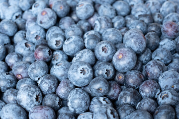 Box full of perfect fresh blueberries. Full frame background. Large cultivated blueberries.