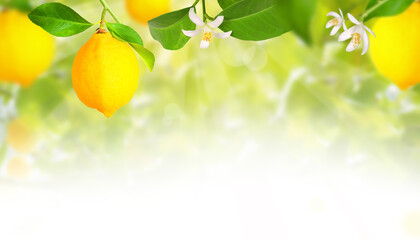 Plantation with lemon trees and blurry background	 - obrazy, fototapety, plakaty