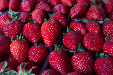Extra big size strawberry in a box of perfect strawberries. Handpicked fresh Greek  fruit. Full frame.