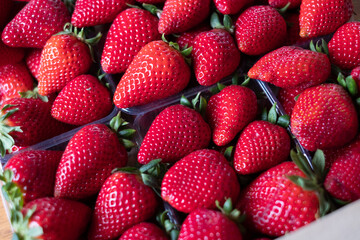 Extra big size strawberry in a box of perfect strawberries. Handpicked fresh Greek  fruit. Full frame.